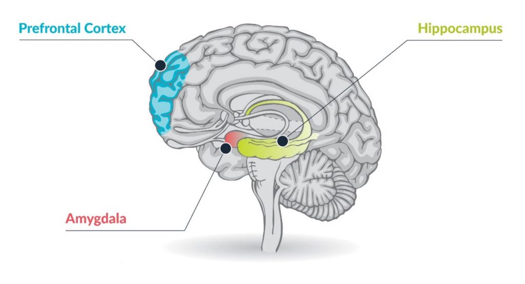 Hippocampus, frontal cortex, amygdala
